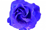 rose_bleue_1